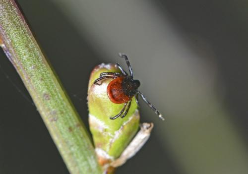 Ixodes ricinus